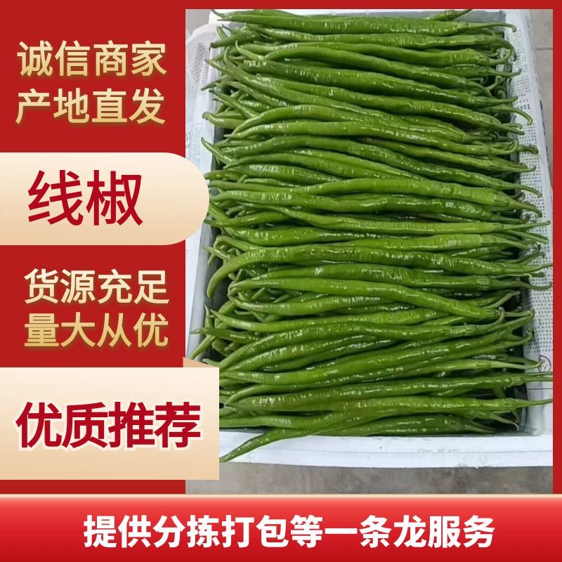 精品广西线辣椒上市条形好颜色青量大价优