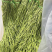 【电商专用】三级贡菜干云南贡菜包邮