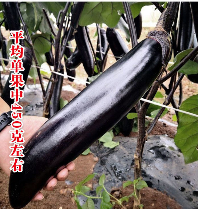 佳味烧烤茄子种子早熟杂交茄条紫黑口感绵软
