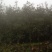 【推荐】贵州红叶石楠树苗量大从优种植基地可视频看货隔离带