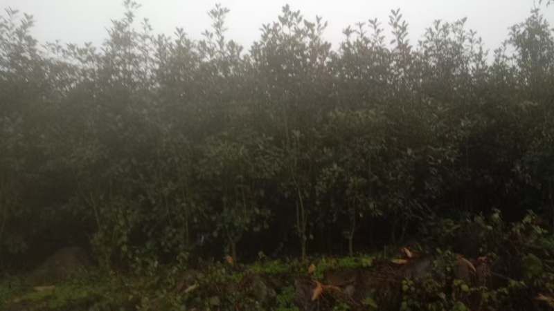 【推荐】贵州红叶石楠树苗量大从优种植基地可视频看货隔离带