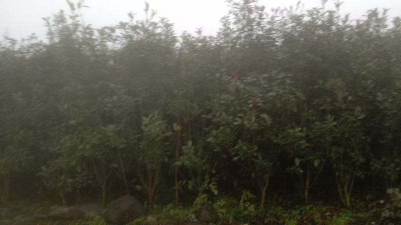 【推荐】贵州红叶石楠树苗量大从优种植基地可视频看货隔离带