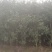 【推荐】贵州红叶石楠树苗量大从优种植基地可视频看货隔离带