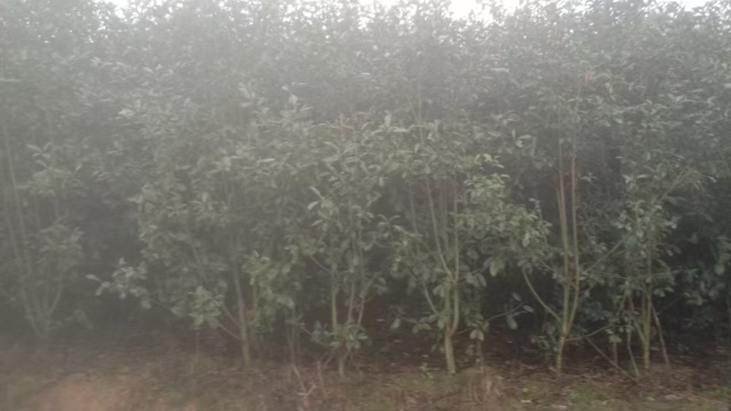 【推荐】贵州红叶石楠树苗量大从优种植基地可视频看货隔离带