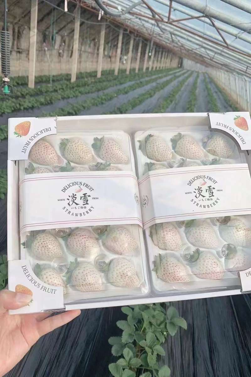 山东淡雪草莓一件代发产地直发一手货源对接各大电商平台