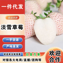 山东淡雪草莓一件代发产地直发一手货源对接各大电商平台