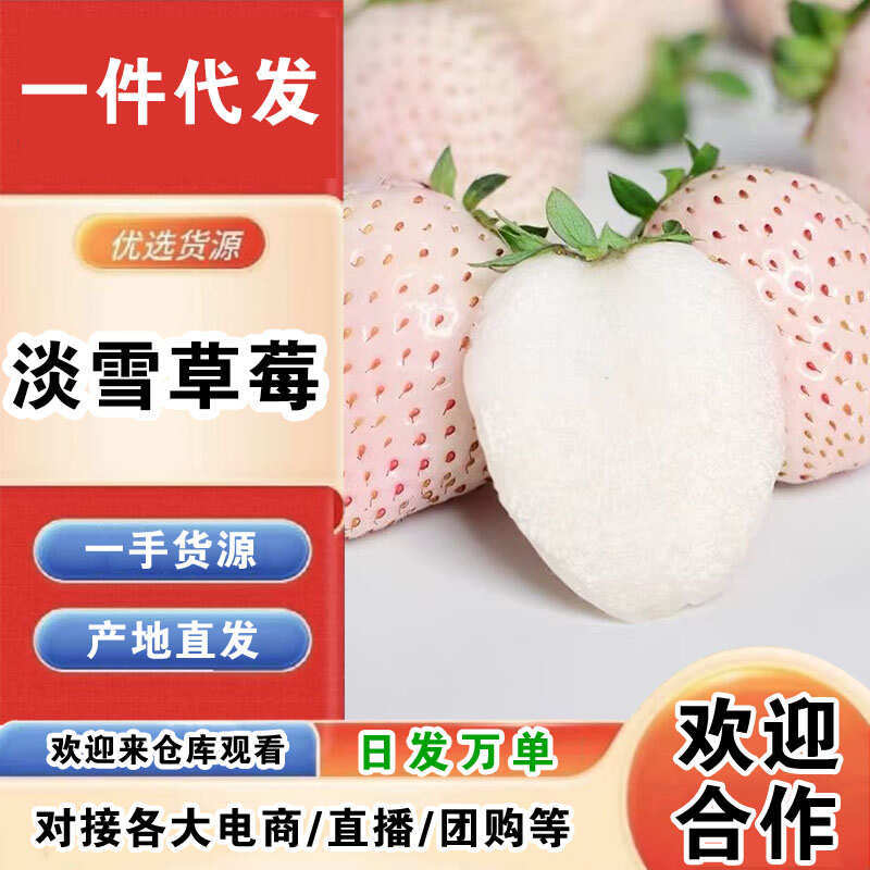 山东淡雪草莓一件代发产地直发一手货源对接各大电商平台