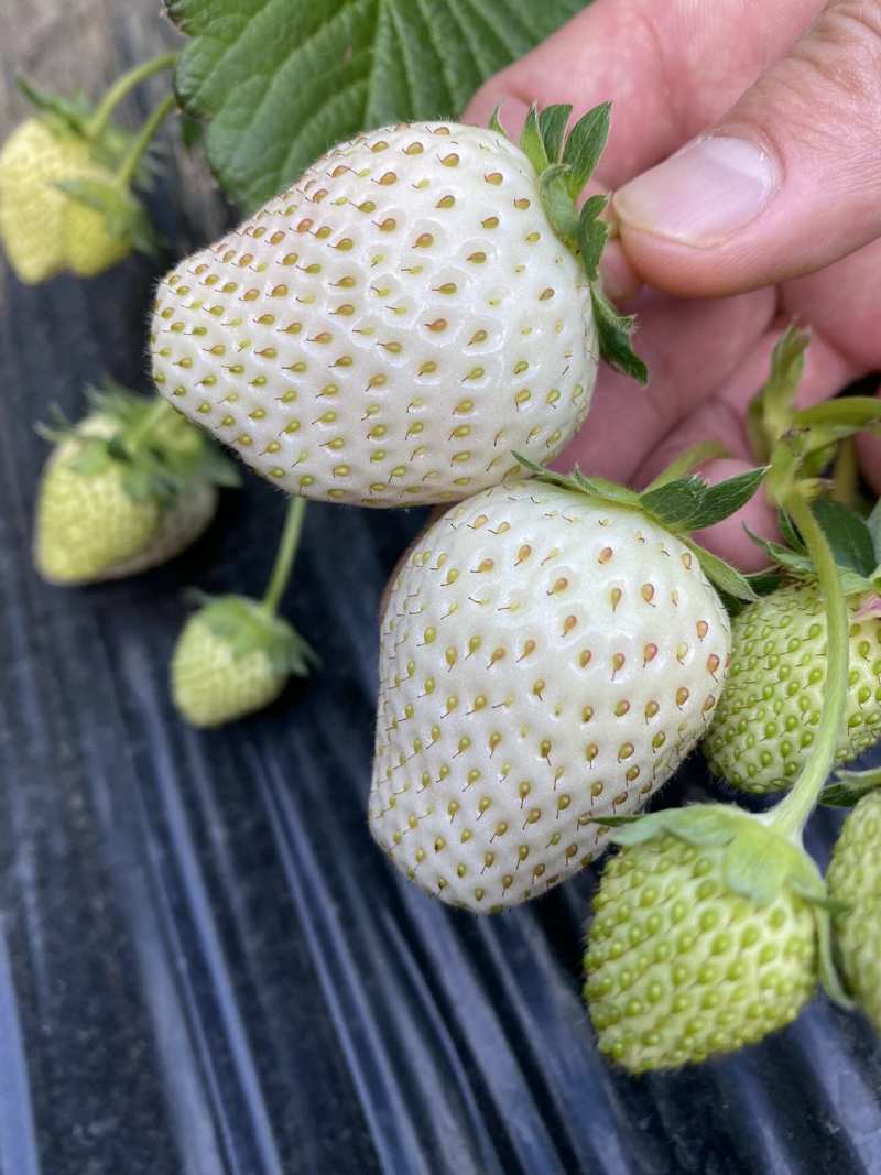 山东淡雪草莓一件代发产地直发一手货源对接各大电商平台