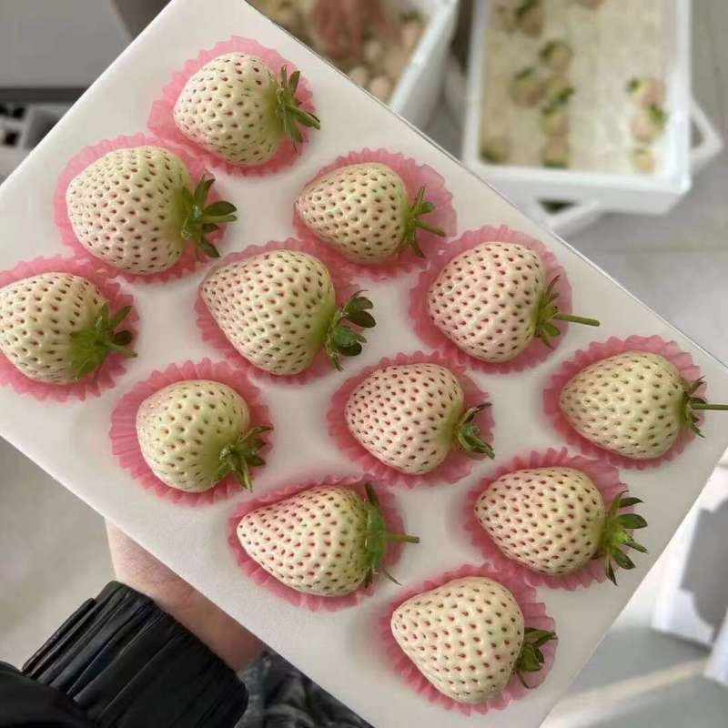 山东淡雪草莓一件代发产地直发一手货源对接各大电商平台