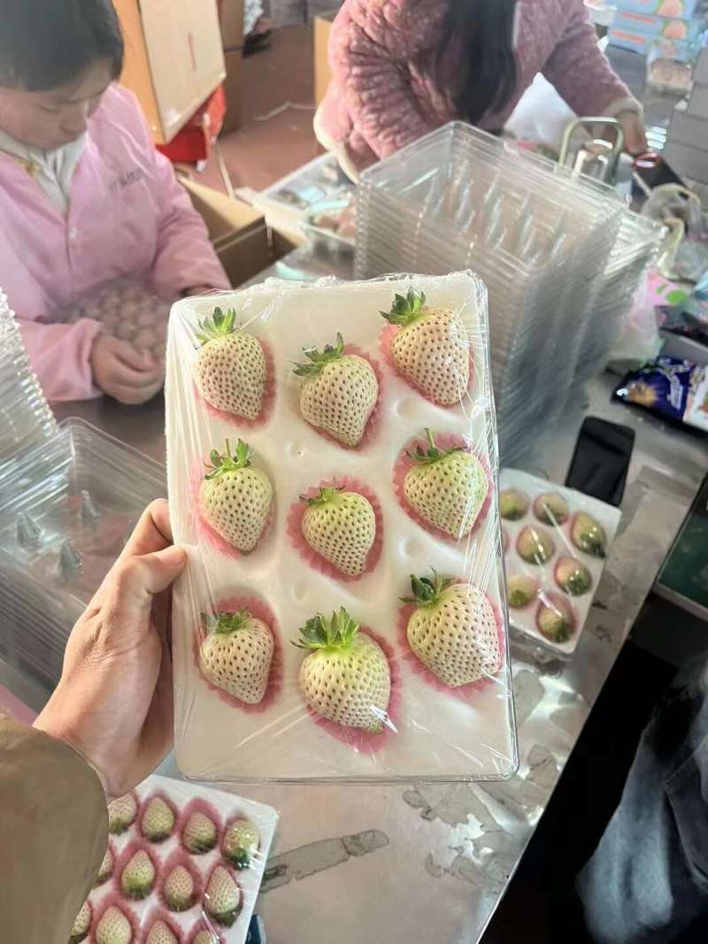 山东淡雪草莓一件代发产地直发一手货源对接各大电商平台