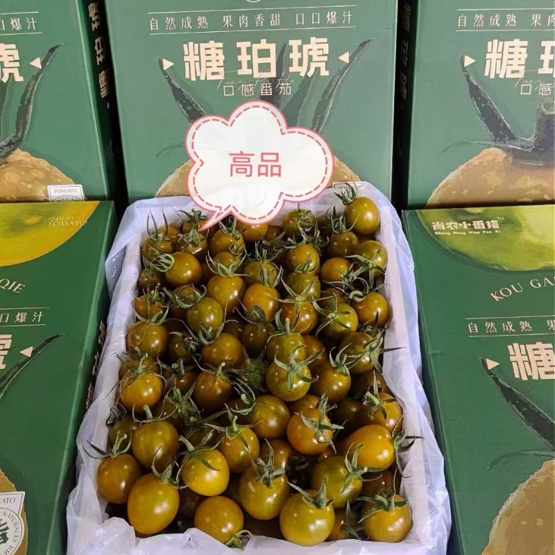 精品圣女果糖珀琥产地直发大量有货可视频看货欢迎咨