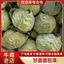 精品甘蓝圆包菜博爱甘蓝一手货源视频看货可谈