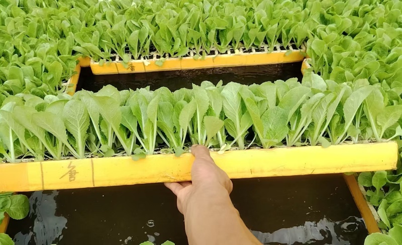 绍菜苗/麻叶青白菜苗/基地现挖现发/保成活率量大从优