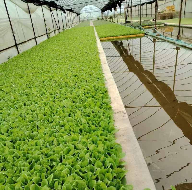 绍菜苗/麻叶青白菜苗/基地现挖现发/保成活率量大从优