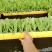云南白菜苗/品种齐全/成活率高/苗场现挖/好养耐活抗病