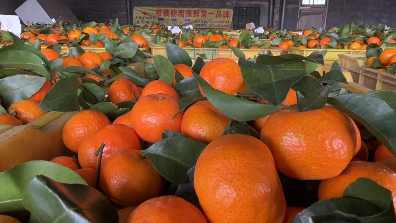 广西砂糖橘，棉桔，南丰蜜橘，东方红桔，产地直销，一手货源
