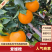 【爱媛38】四川爱媛橙果冻橙高品质全国批发，一件代发