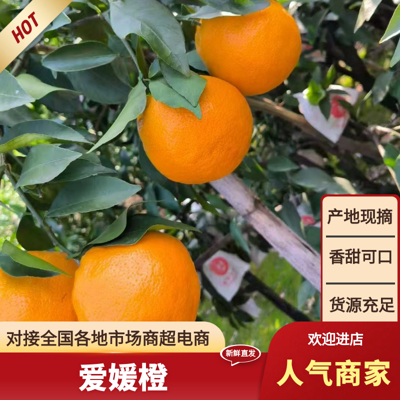 【爱媛38】四川爱媛橙果冻橙高品质全国批发，一件代发