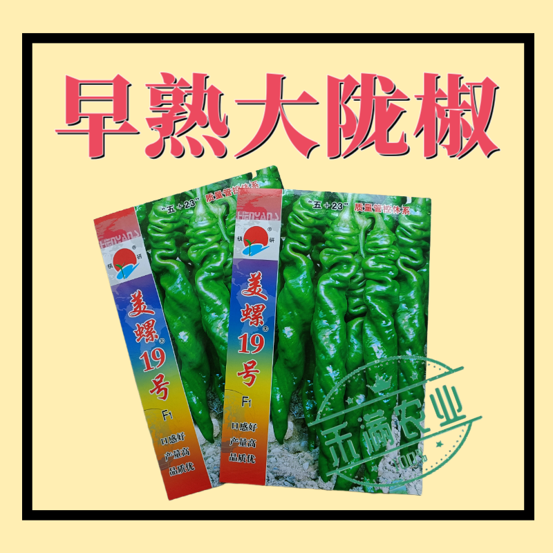 镇研美螺19号畅销全螺形螺丝椒种子抗逆抗病香辣高产早春辣