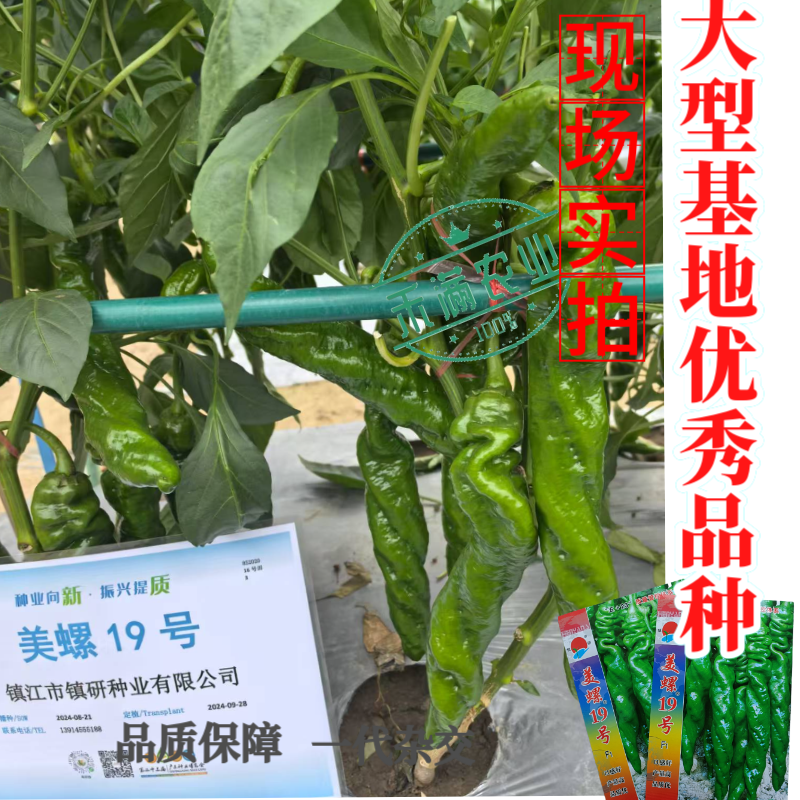 镇研美螺19号畅销全螺形螺丝椒种子抗逆抗病香辣高产早春辣