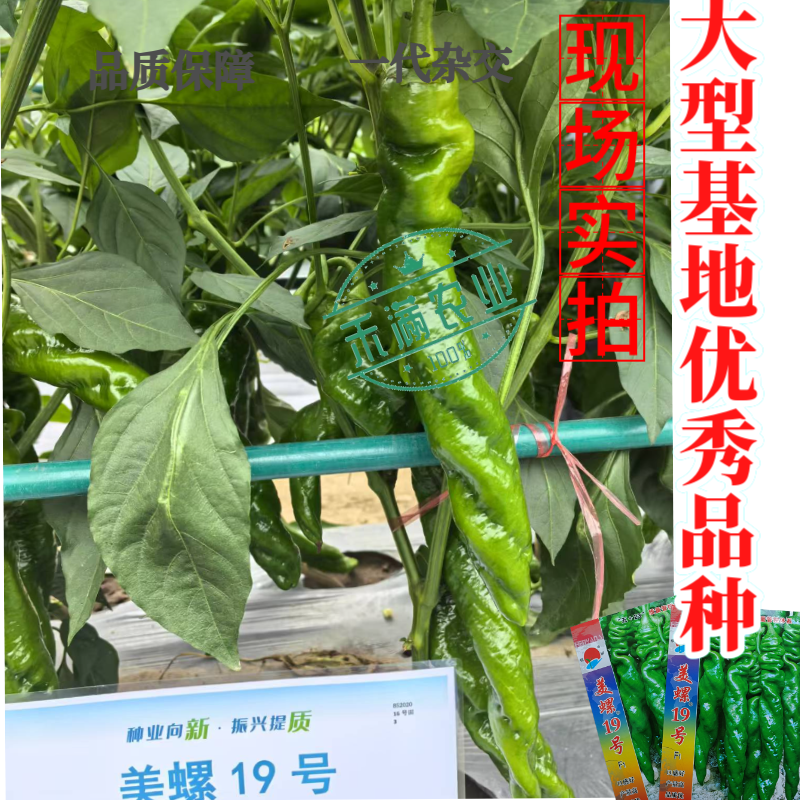镇研美螺19号畅销全螺形螺丝椒种子抗逆抗病香辣高产早春辣