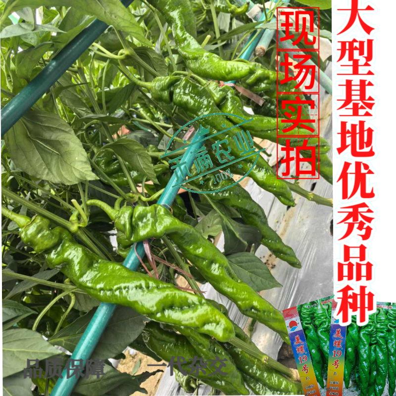 镇研美螺19号畅销全螺形螺丝椒种子抗逆抗病香辣高产早春辣