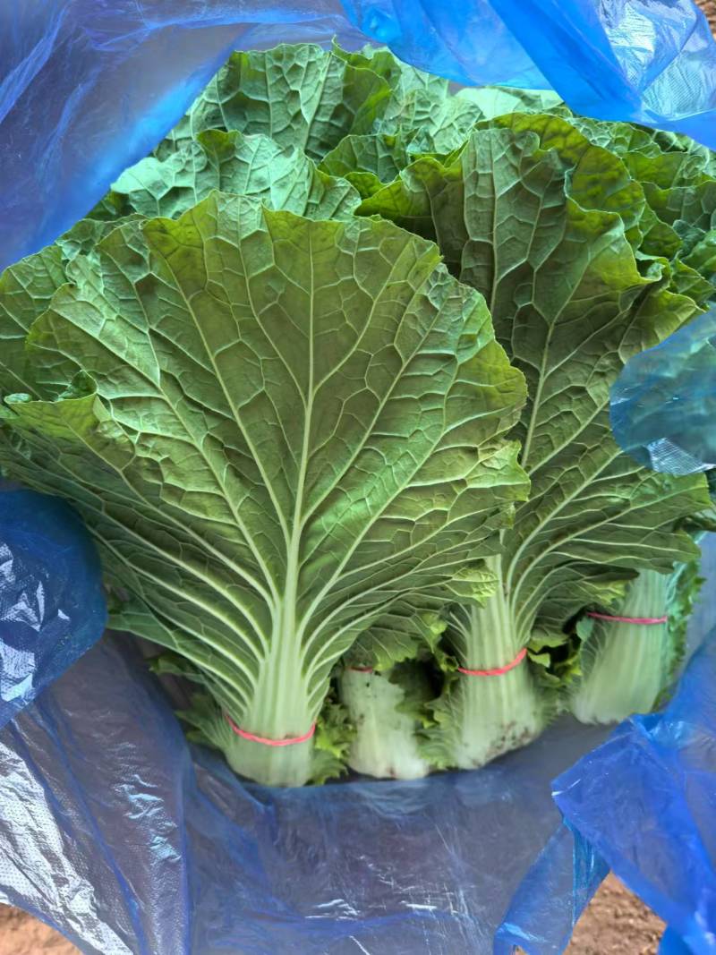 白菜叶大量有货一手资源产地直发可视频看货