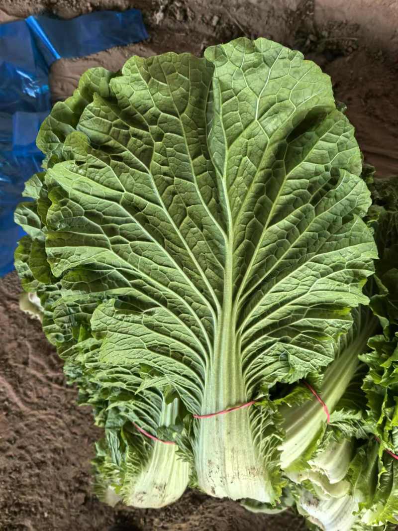 白菜叶大量有货一手资源产地直发可视频看货