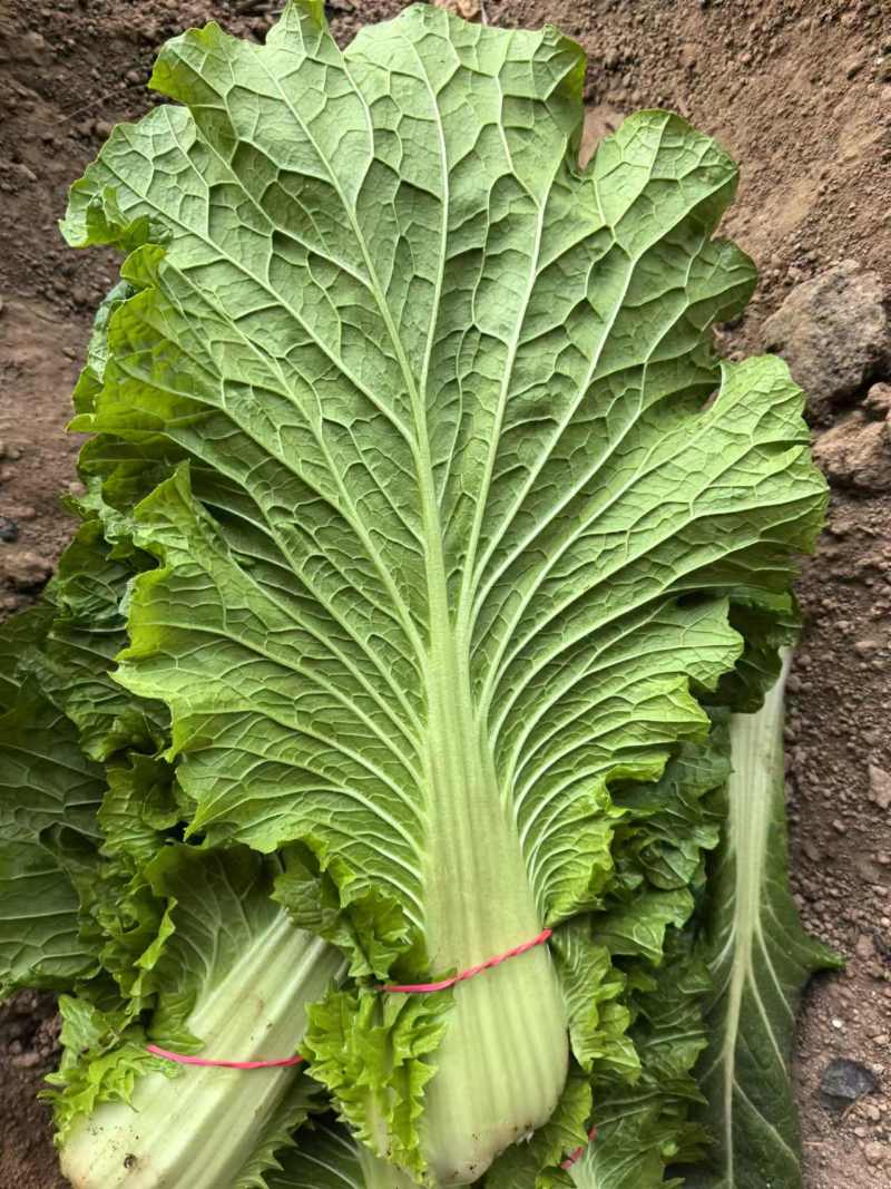 白菜叶大量有货一手资源产地直发可视频看货