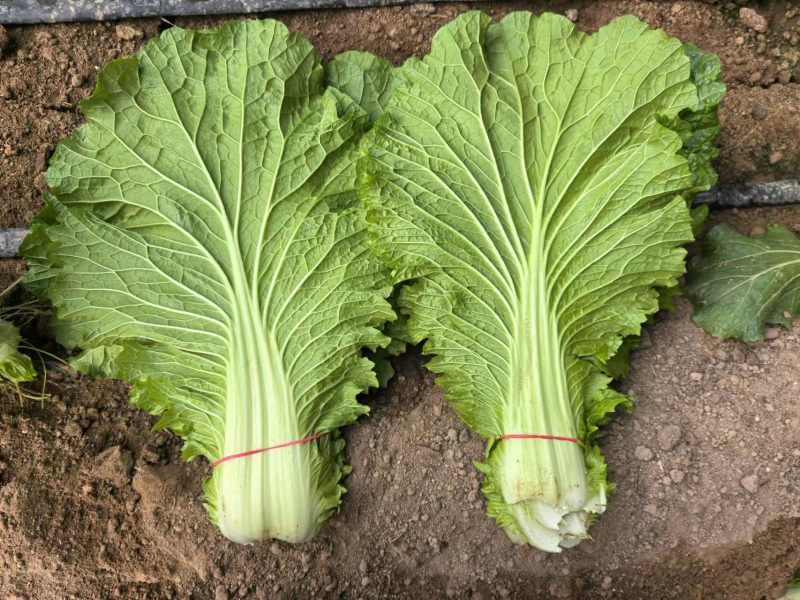 白菜叶大量有货一手资源产地直发可视频看货
