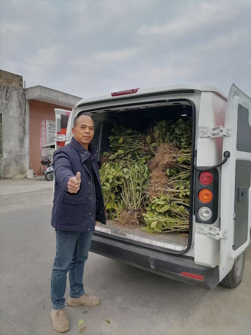 佛手苗正宗广佛手苗优质高产基地直供南药园技术回收