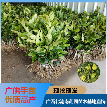 佛手苗正宗广佛手苗优质高产基地直供南药园技术回收