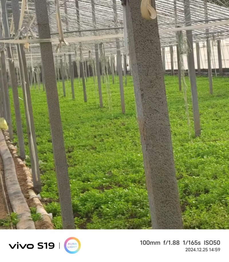 【精品芹菜苗】山东滨州基地直发质量保证一手货源全国发货