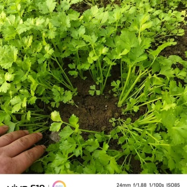 【精品芹菜苗】山东滨州基地直发质量保证一手货源全国发货