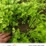 【精品芹菜苗】山东滨州基地直发质量保证一手货源全国发货