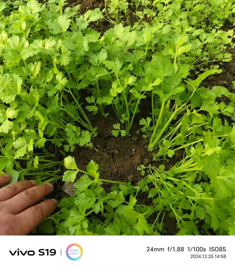 【精品芹菜苗】山东滨州基地直发质量保证一手货源全国发货