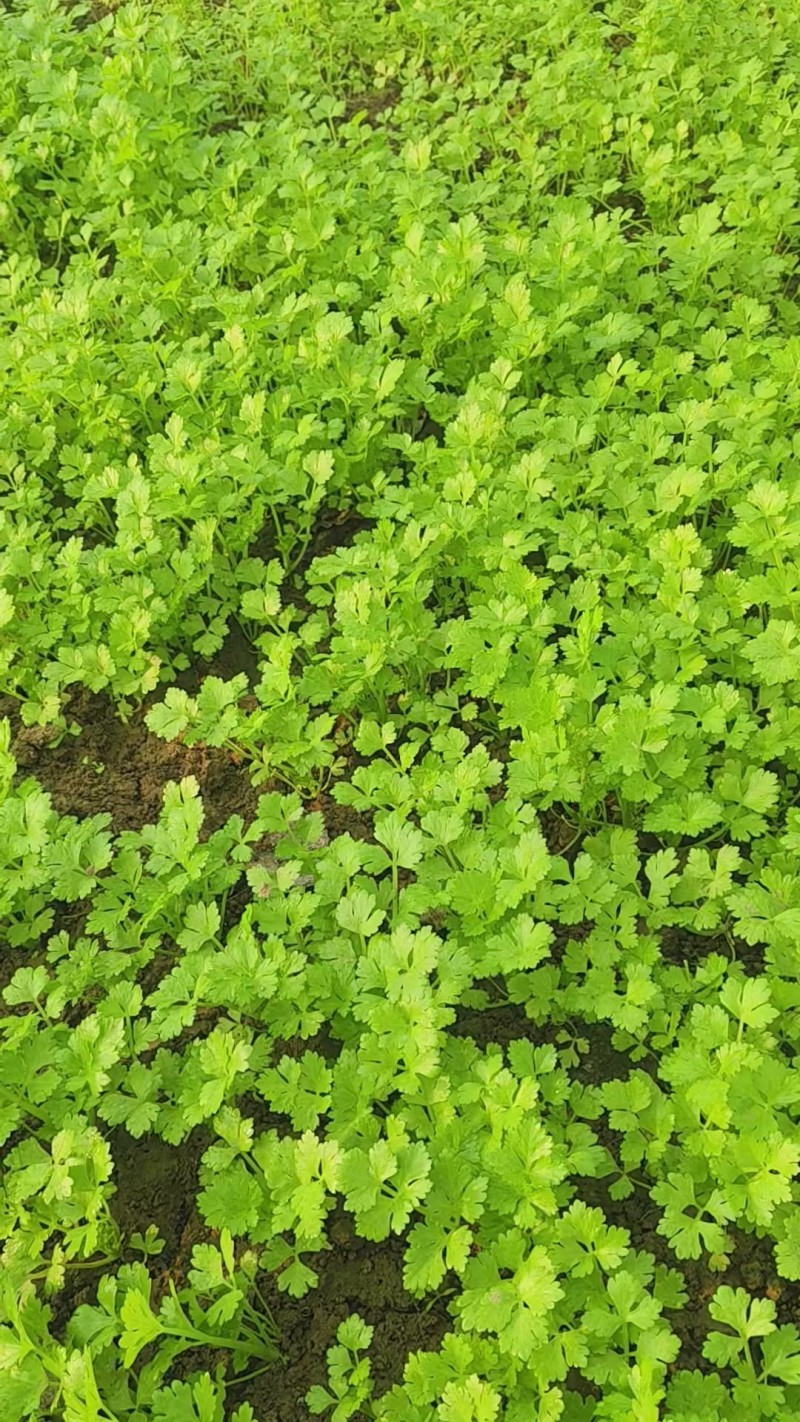 【精品芹菜苗】山东滨州基地直发质量保证一手货源全国发货