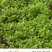 【精品芹菜苗】山东滨州基地直发质量保证一手货源全国发货