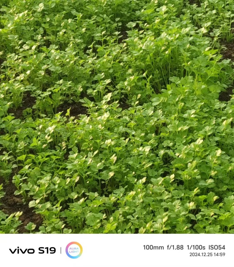 【精品芹菜苗】山东滨州基地直发质量保证一手货源全国发货