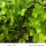 【精品芹菜苗】山东滨州基地直发质量保证一手货源全国发货