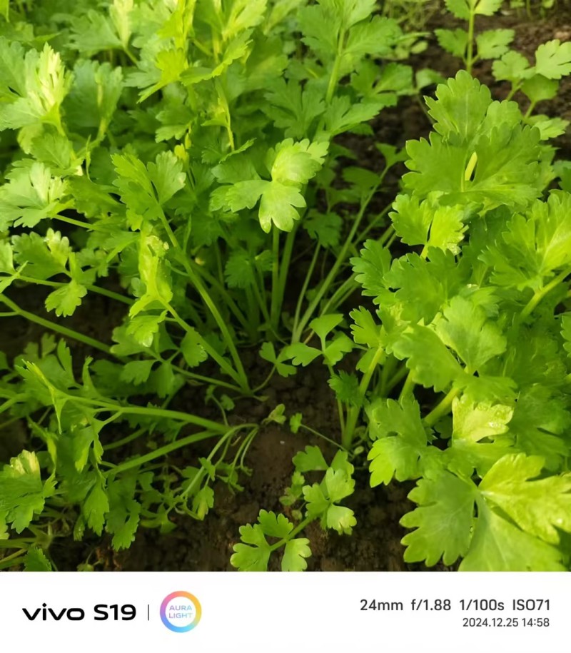 【精品芹菜苗】山东滨州基地直发质量保证一手货源全国发货