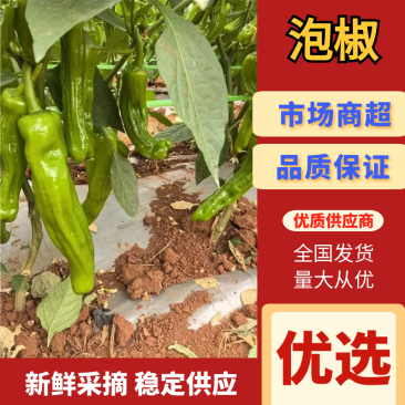湛江精品泡椒产地一手货源价格美丽可对接各大商超