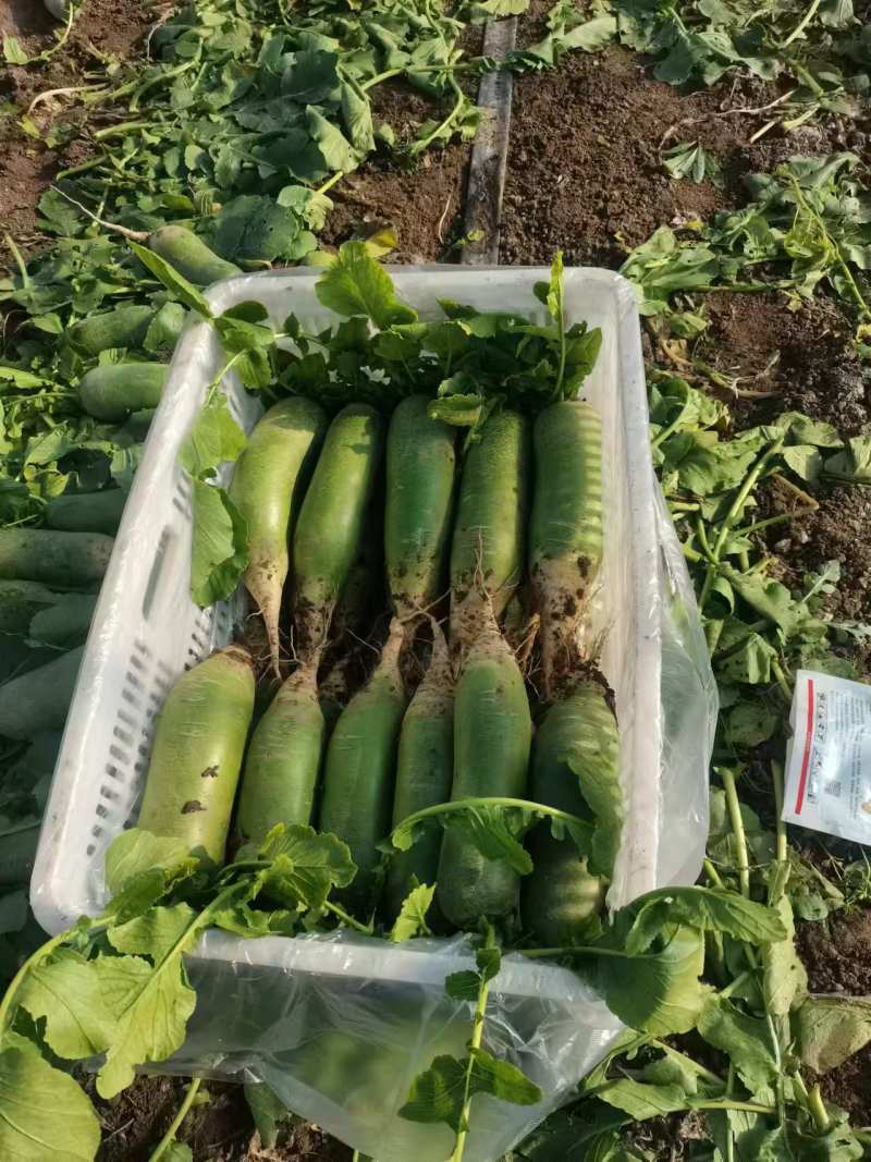 精品七星萝卜，认证绿色食品，全国发货，保质保量，货源充足