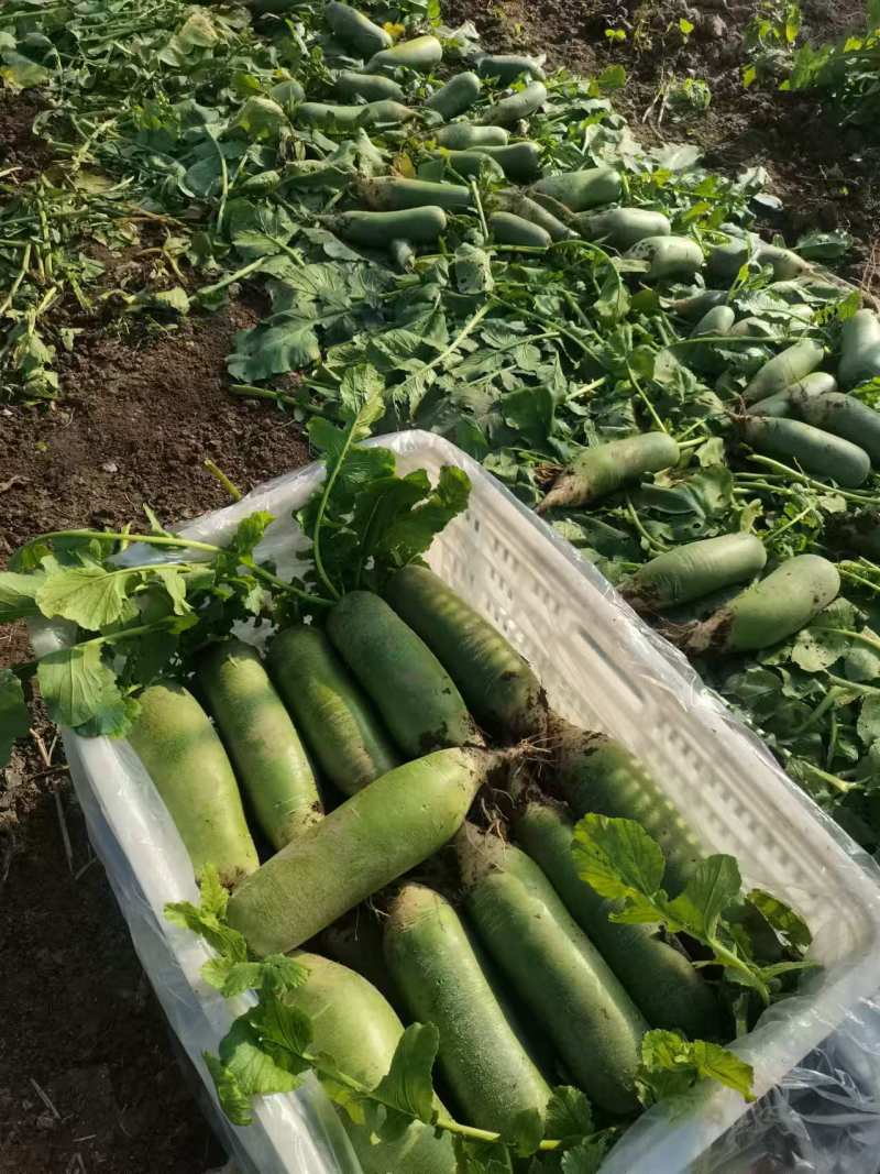 精品七星萝卜，认证绿色食品，全国发货，保质保量，货源充足