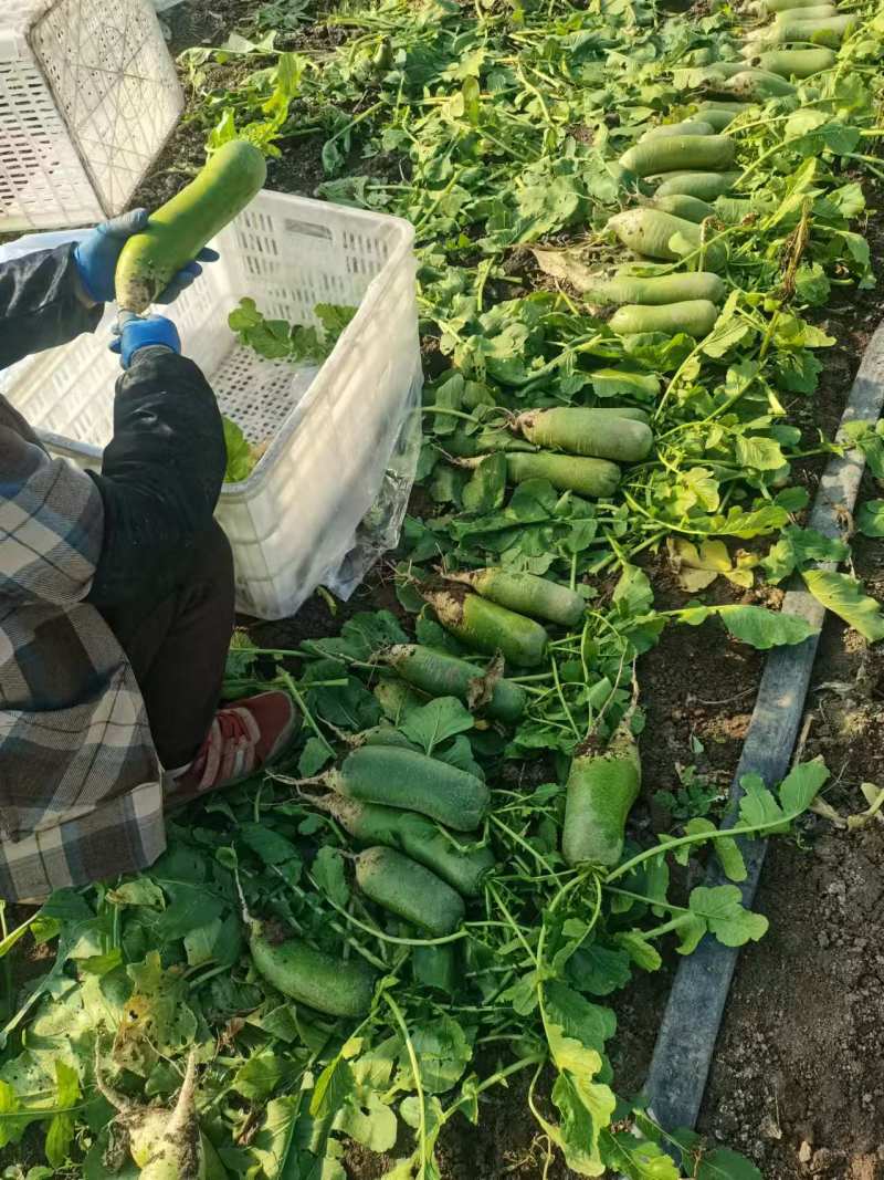 精品七星萝卜，认证绿色食品，全国发货，保质保量，货源充足
