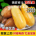 新鲜雪莲果，口感脆甜，营养丰富，健康美味一件代发全国
