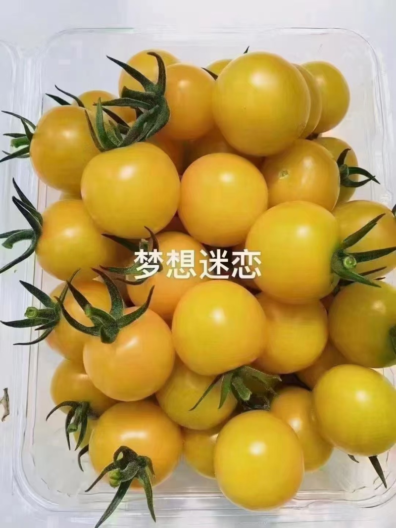 精品圣女果黄果产地直发大量有货可视频看货欢迎咨询
