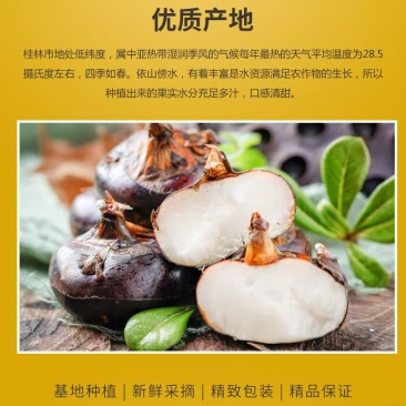 【优选马蹄】广西荔浦市-荔浦荸荠-珍珠马蹄-规格齐全-欢迎