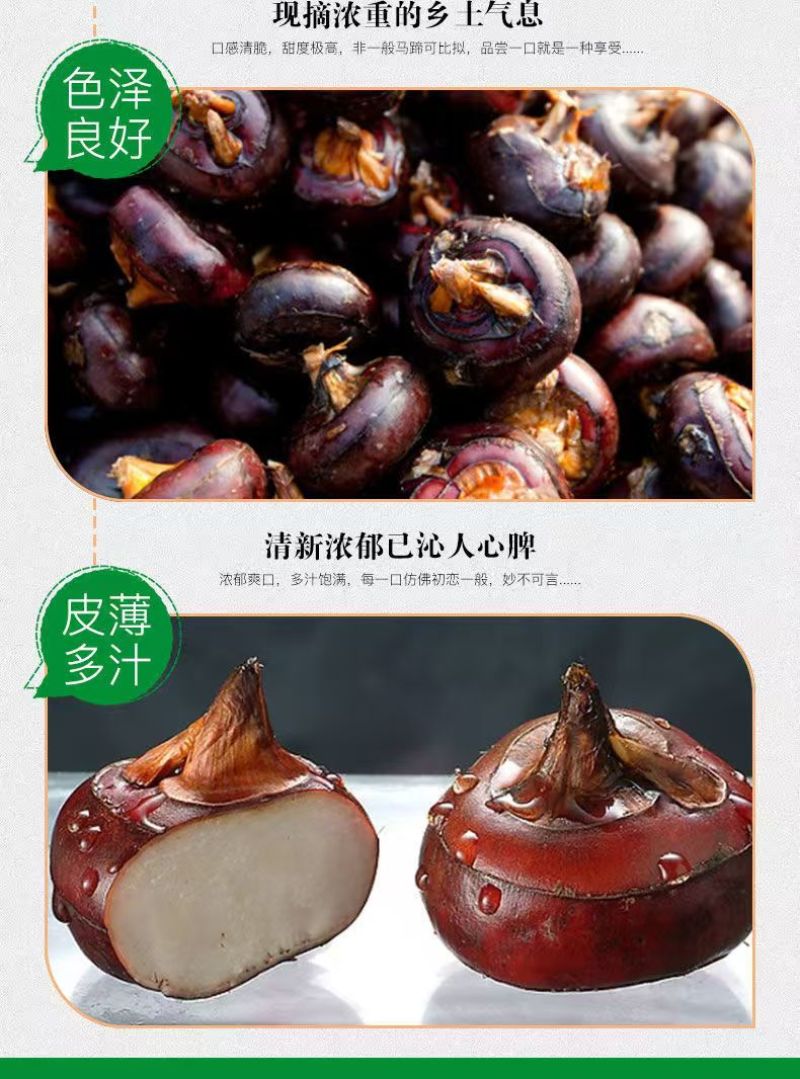 【优选马蹄】广西荔浦市-荔浦荸荠-珍珠马蹄-规格齐全-欢迎
