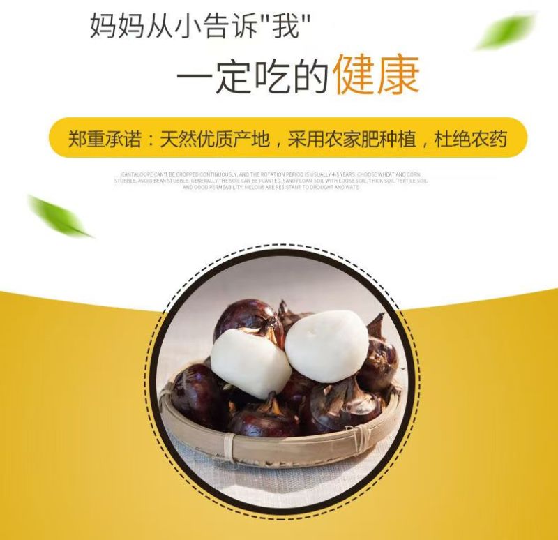【优选马蹄】广西荔浦市-荔浦荸荠-珍珠马蹄-规格齐全-欢迎